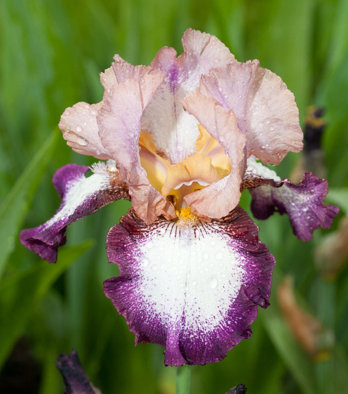 Irises 42 2