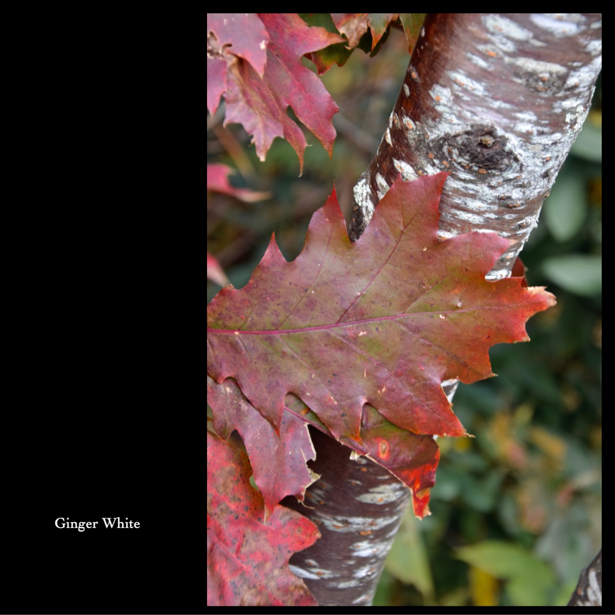 Slide142