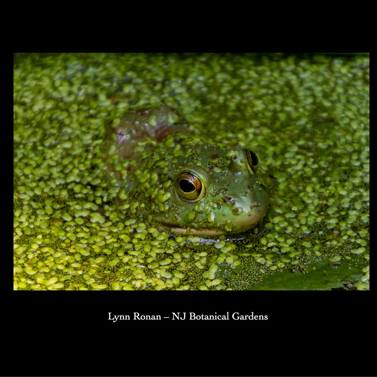 Slide116