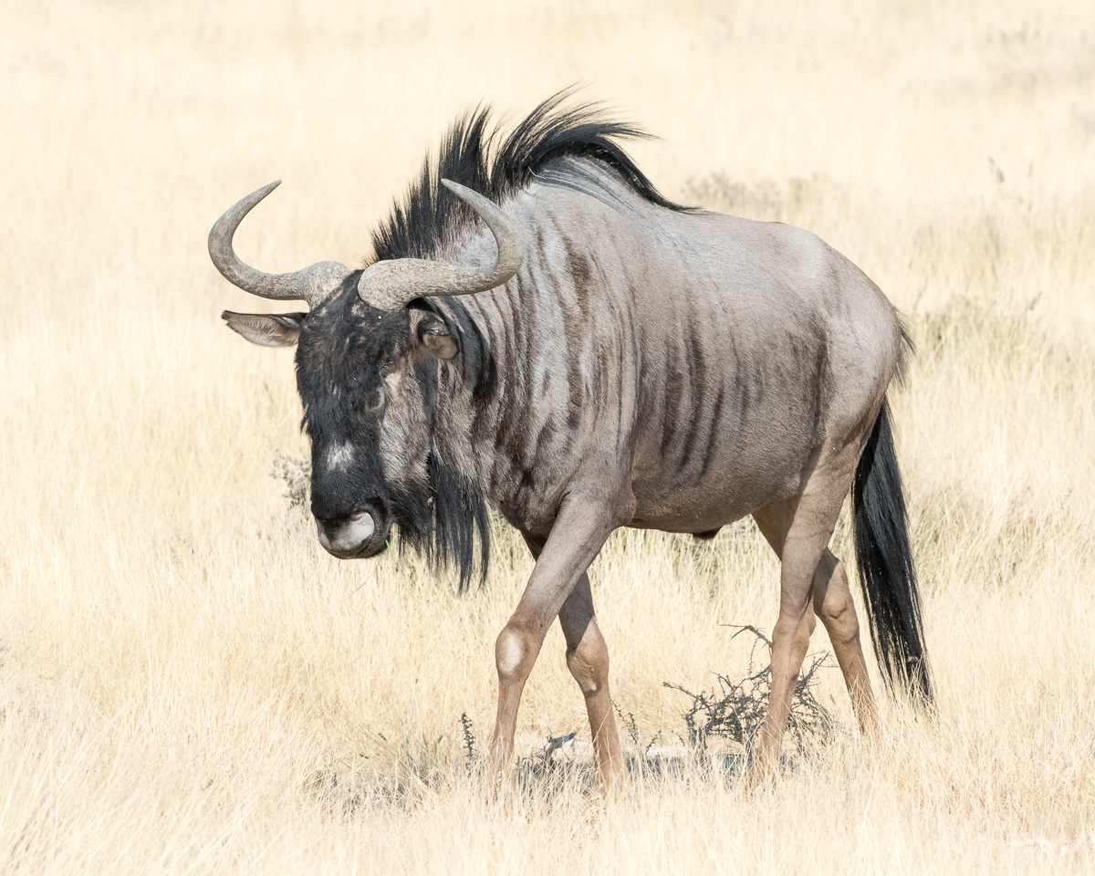 Wildebeest
