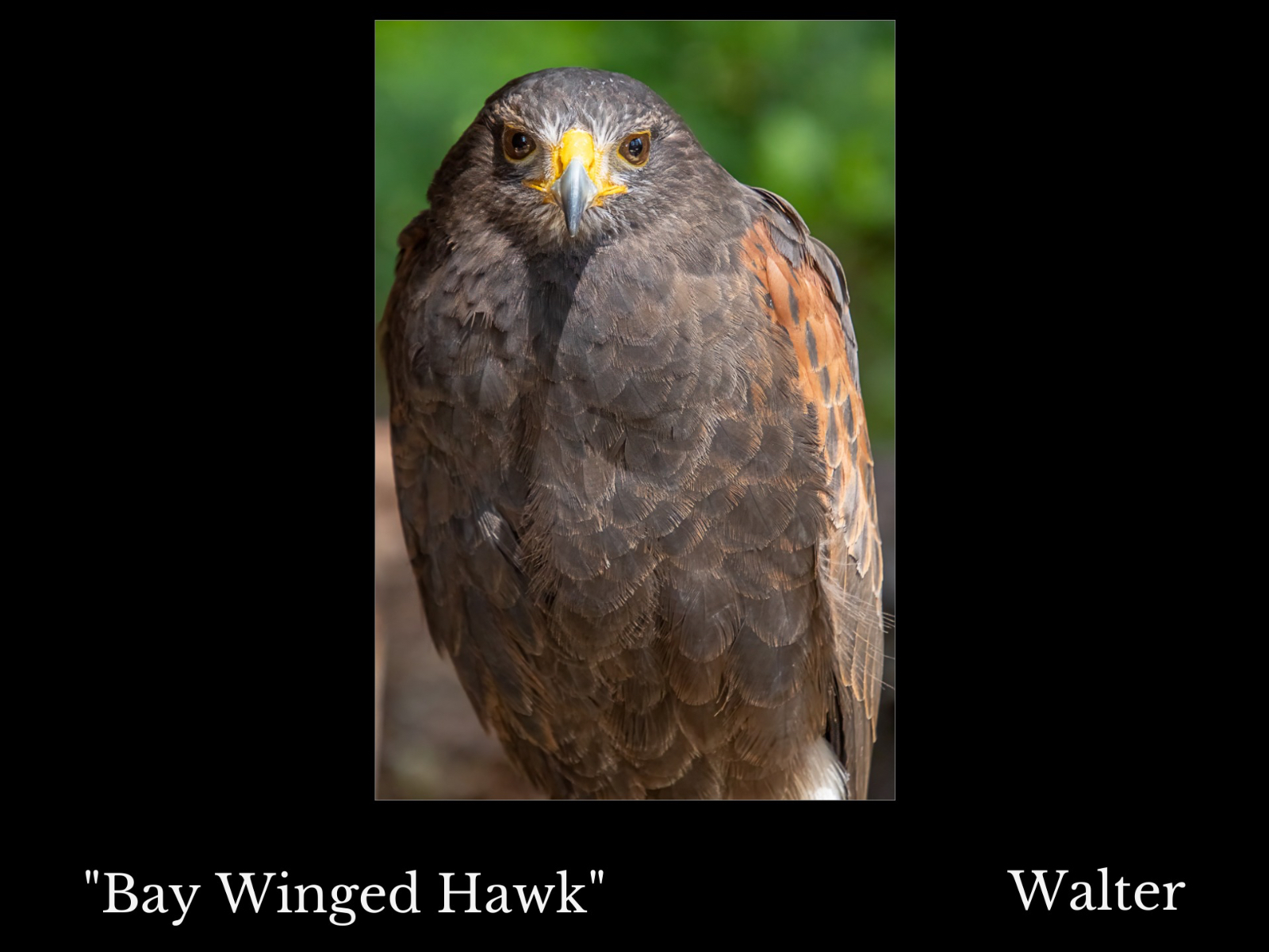 Bay Winged Hawk framed