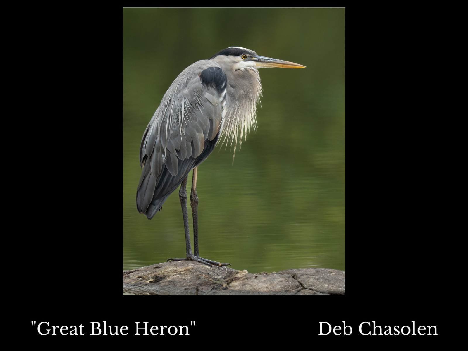 BlueHeron RCC MCV1 scaled framed