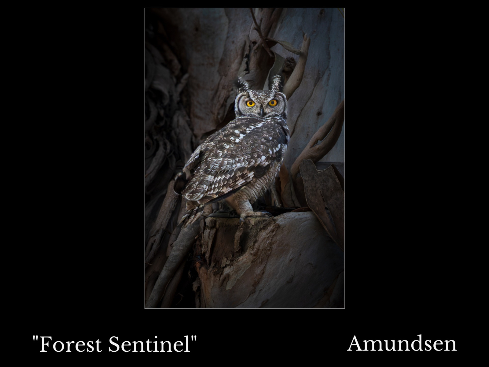 Forest Sentinel framed