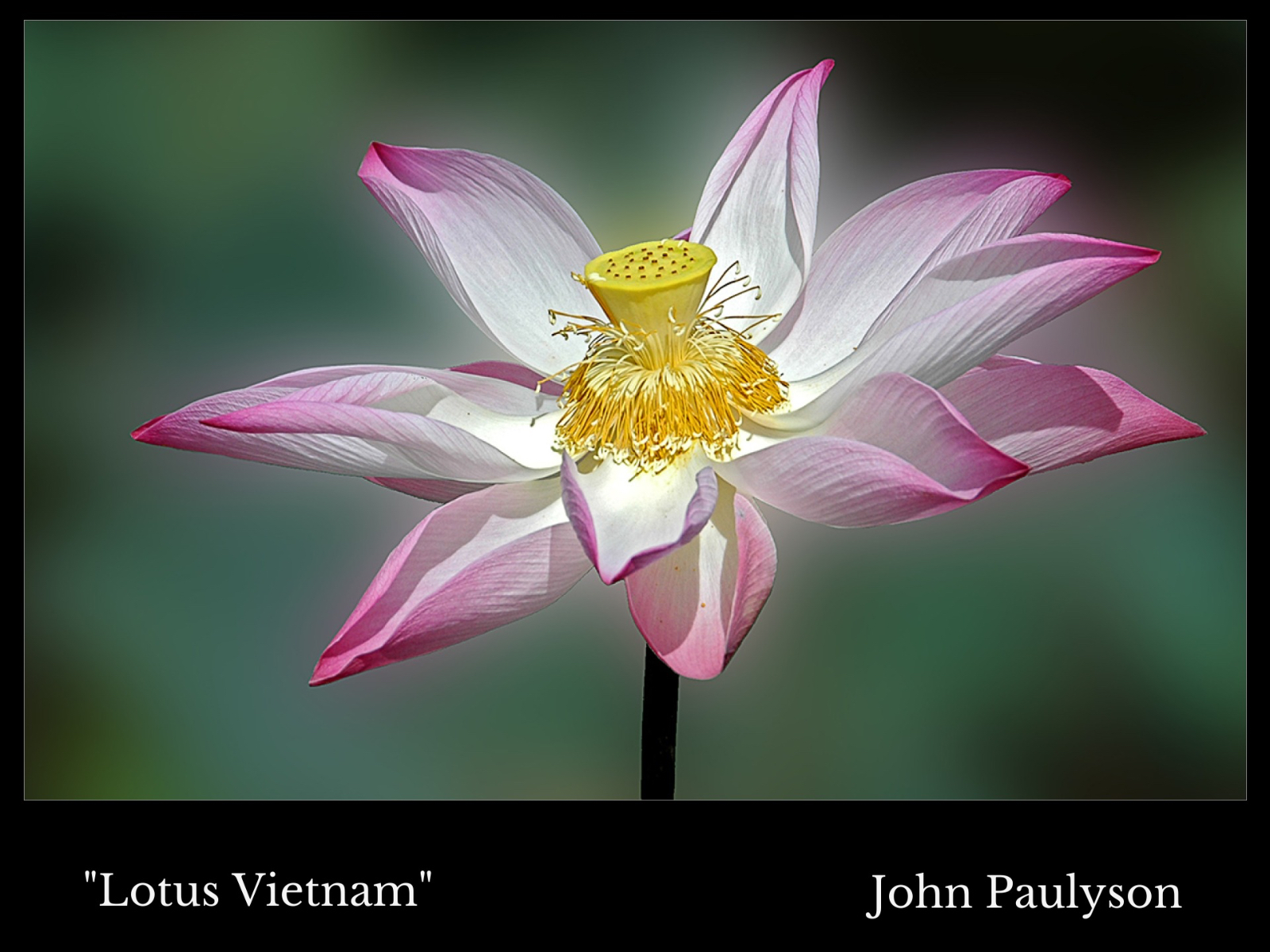 Lotus Vietnam framed