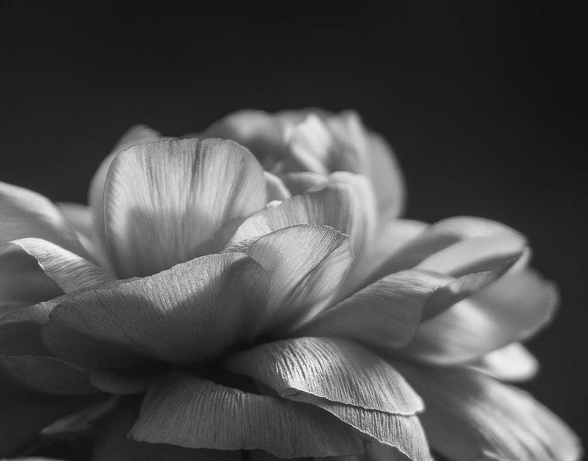 Phyllis Raffelson - Petals