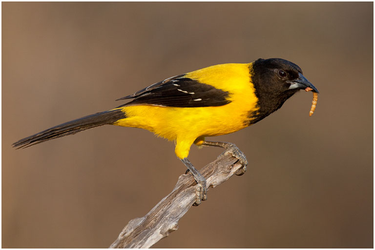 2013 Projected Image - Martin Joffe - Audubon Oriole #1