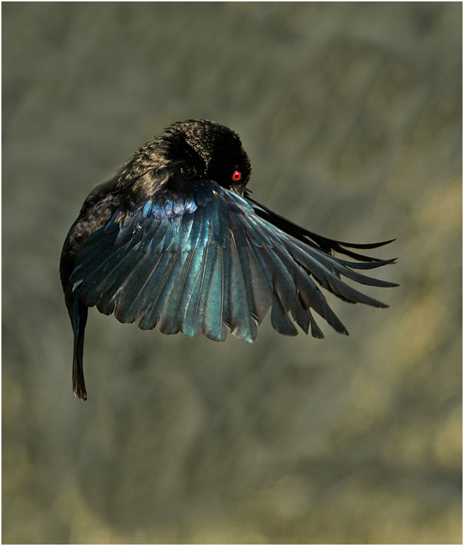 October 2012 Projected Image - Dick Stanton - Cowbird Mating Dance