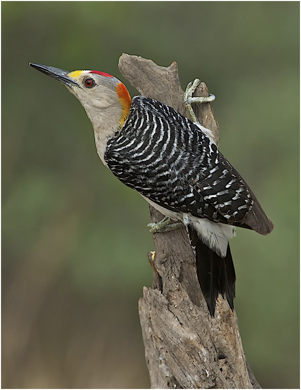 2013 Projected Image - Dick Stanton - Golden-fronted Woodpecker