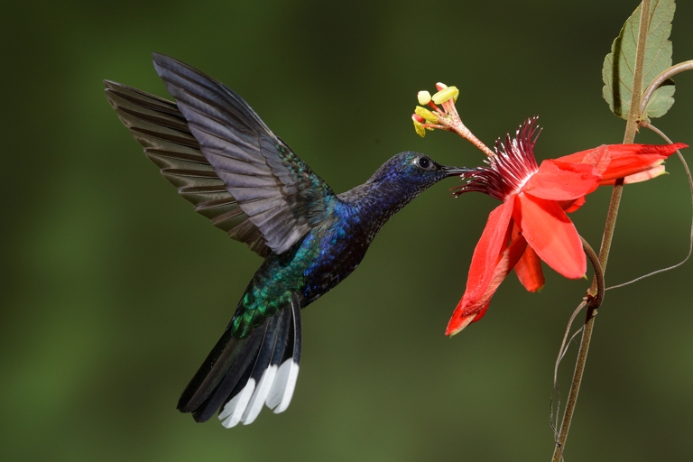 Annual Nature Projected Image - Robert Gollance - Violet Sabrewing Hummingbird Male