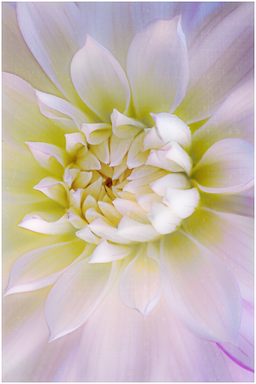 September 2017 Projected Image - Denise Borgess - Dahlia