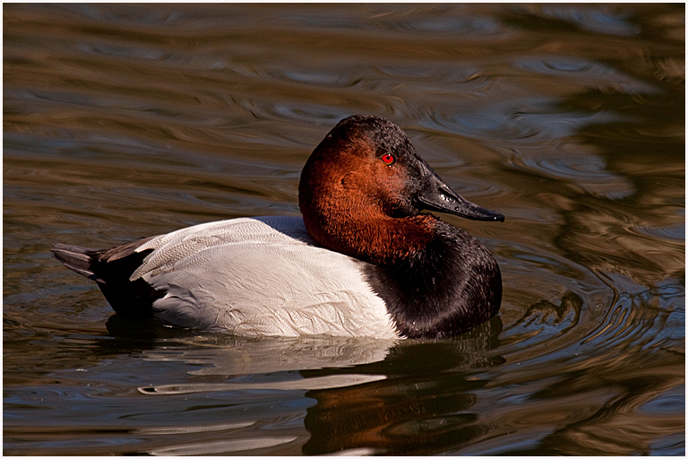 September 2017 Projected Image - Rich Gheno - Canvasback Duck