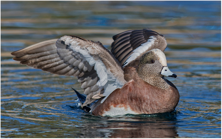 February 2018 Projected Image-Bun Chan- American Widgeon Ready to Take Off