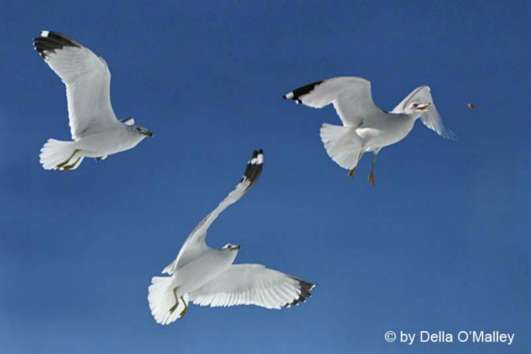March 2004 Print - Della O'Malley - Swooping in for a Meal