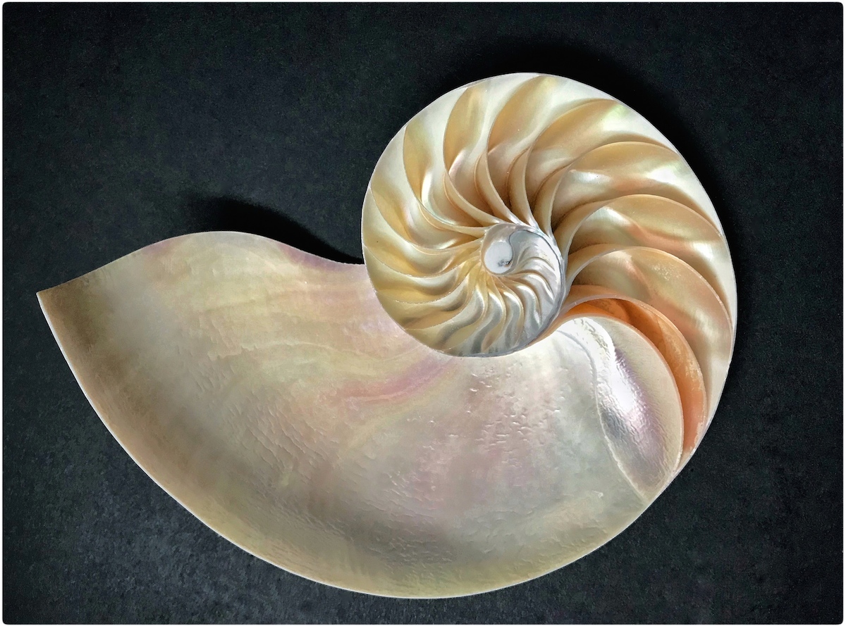 September 2018 Pictorial- Ginger White - Nautilus