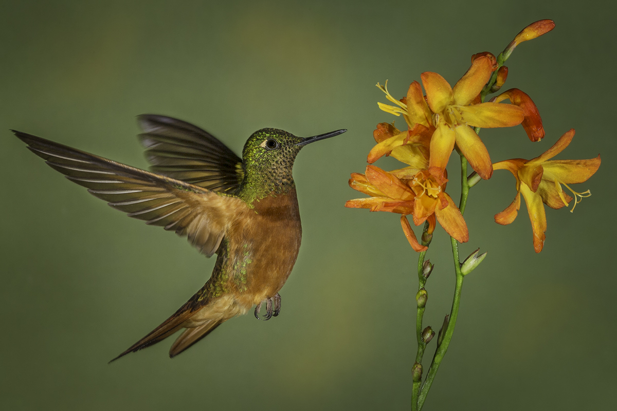 September 2018 Nature -Jerry Fornarotto  - Fawn Breasted Brilliant Hummingbird