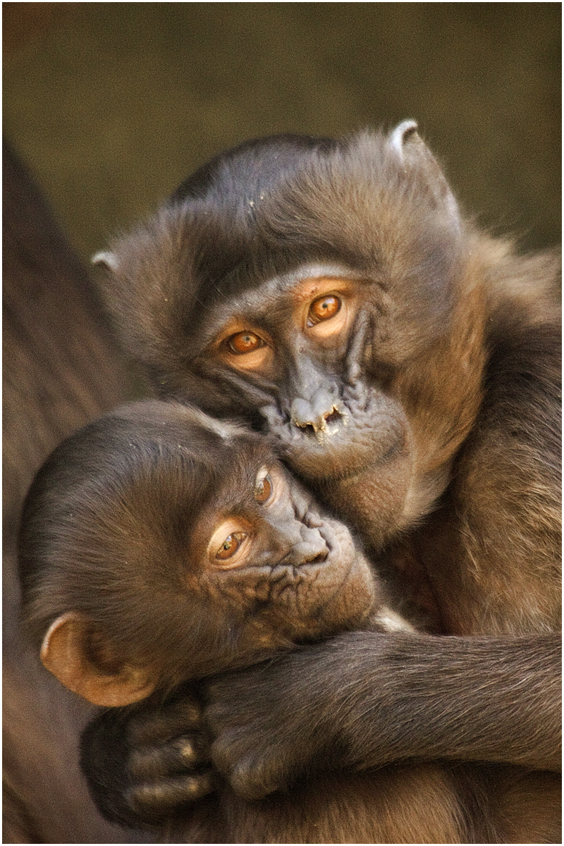 November 2018 Nature - Rich Gheno - Momma and Baby Baboon