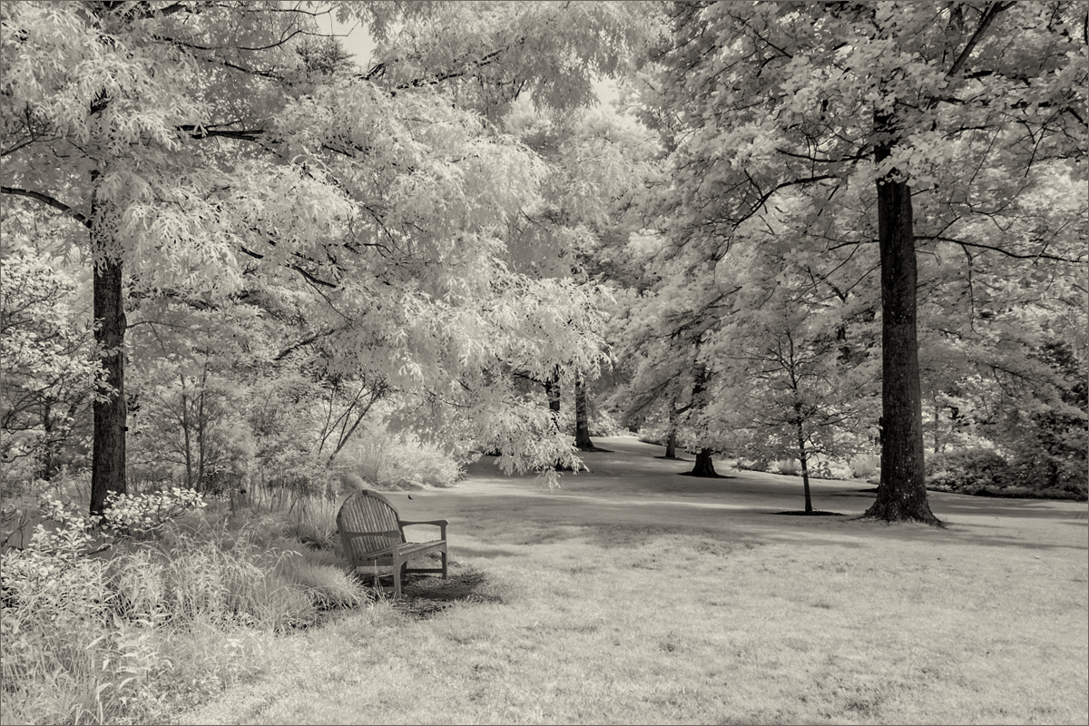 March 2019 Print - Bill Olson - Looking Into the Park