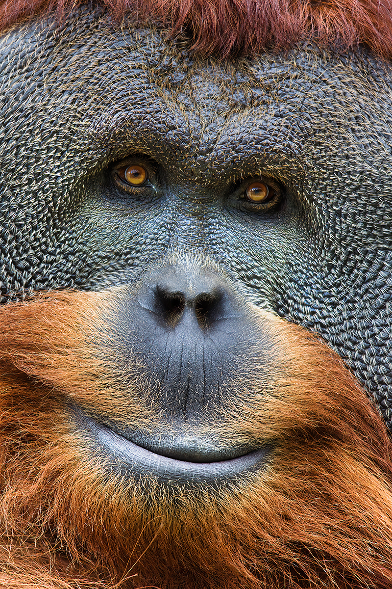 February 2021 - Nature - Jerry Fornarotto -  Sumatra Orangutan