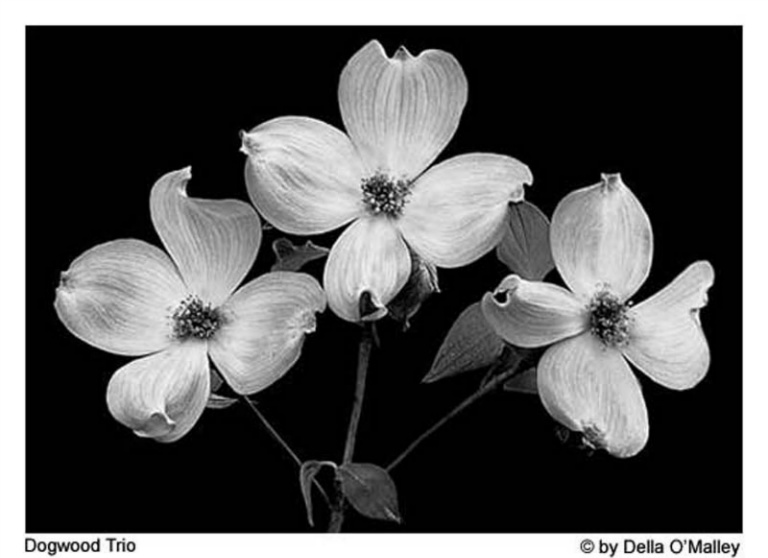 2004 Monochrome Print - Della O'Malley - Dogwood trio