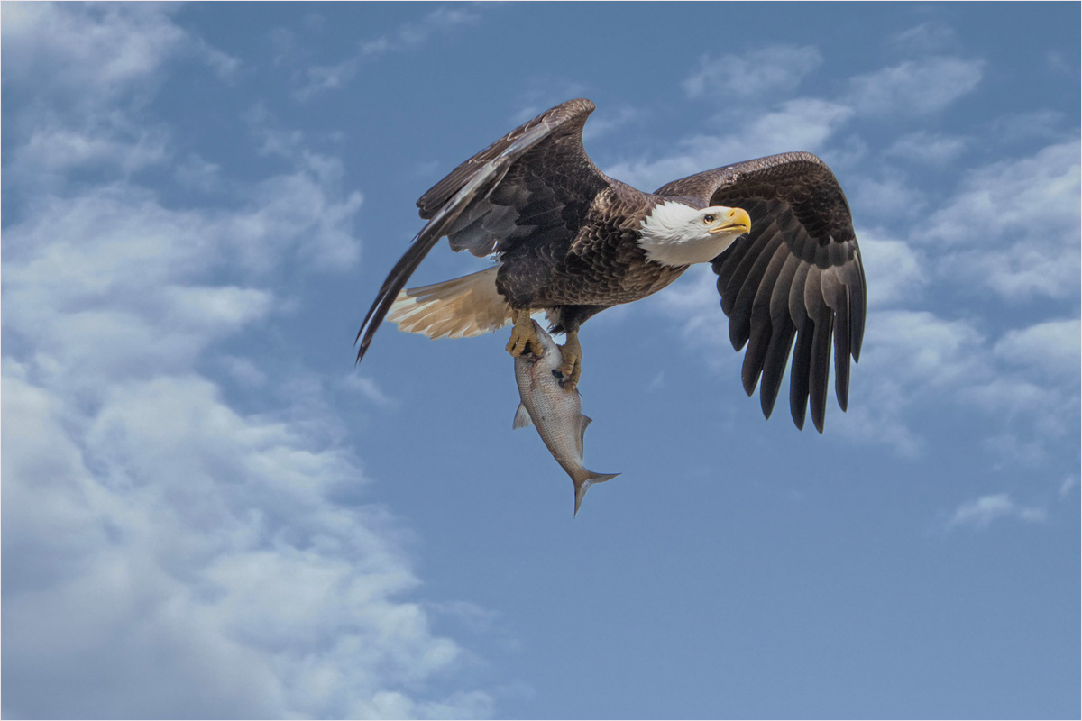 February 2023 - Nature - Stuart Waldrum - Sushi Time
