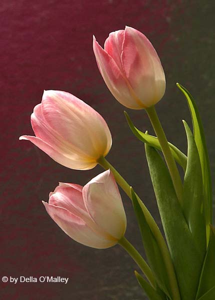 October 2004 Color Print - Della O'Malley - Pink Tulip Trio