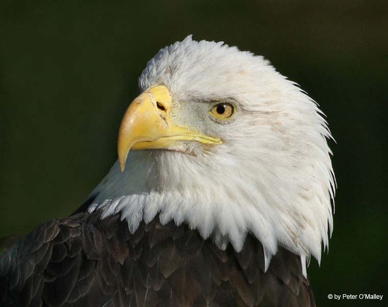 January 2005 Color Print - Pater O'Malley  - Bald Eagle Portrait