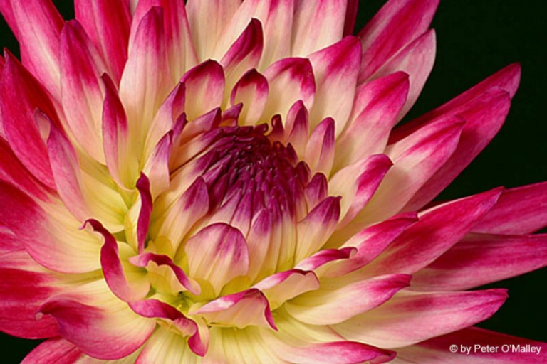 2005 Color Print = Peter O'Malley - Multi-Colored Dahlia