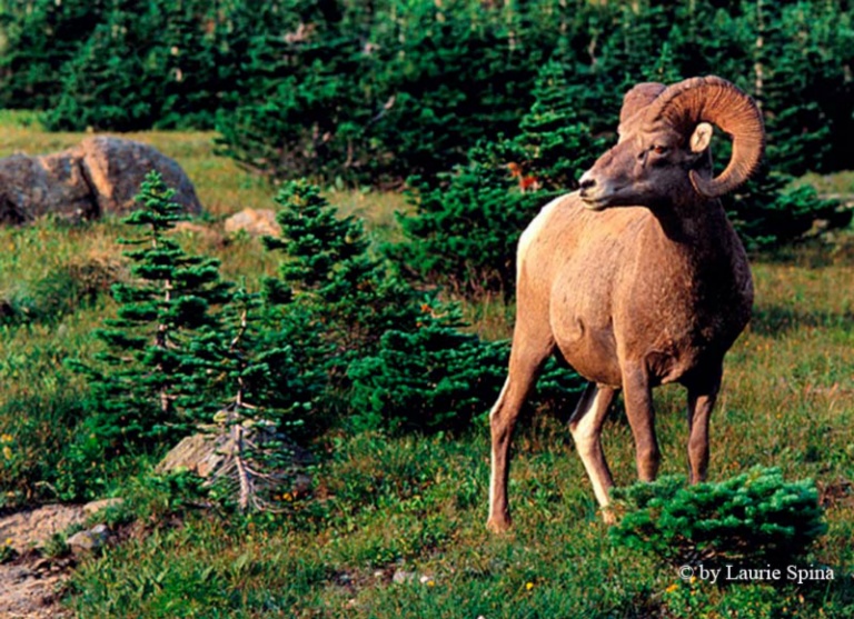 January 2006 Projected Image - Laurie Spine - Bighorn Sheep Montana
