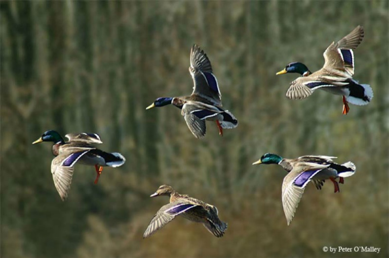 2006 Color Print - Peter O'Malley - Ducks in Formation