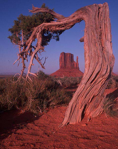 March 2007 Projected Image - Andrew Vaccaro - The Mitten