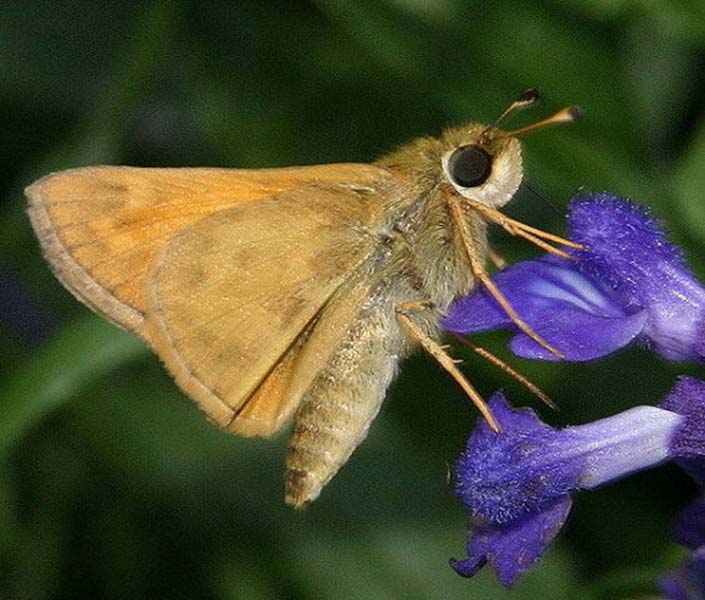 April 2007 Print - Alice Gunther - Baltimore Skipper