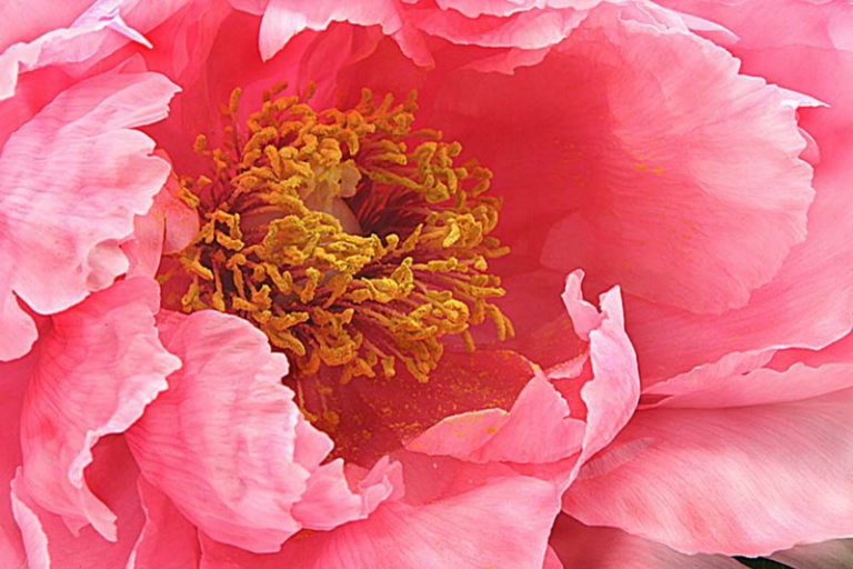 2007 Trade Print - Della O'Malley - Japanese Peony Detail