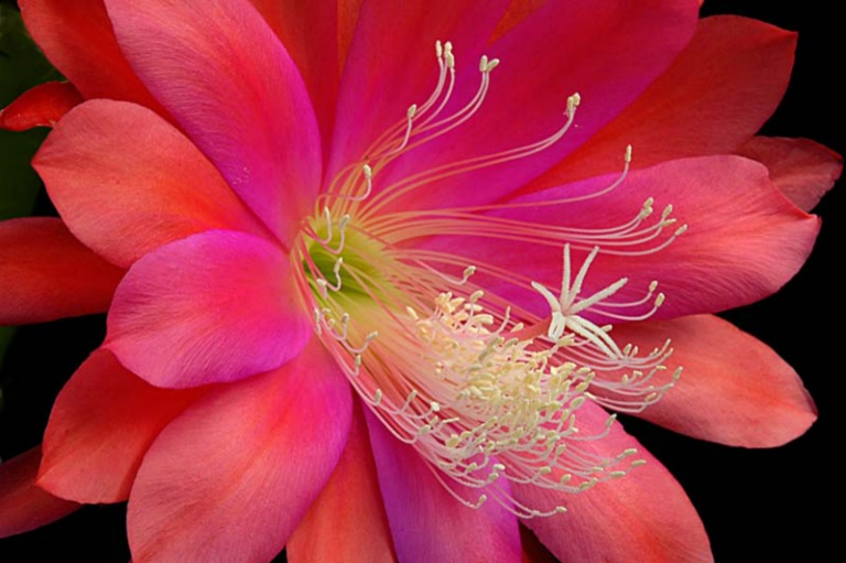 2007 Projected Image - Dieter Steinmeyer - Cactus Flower