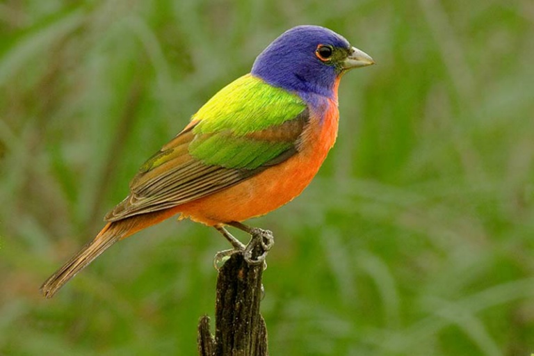 September 2007 Projected Image - Martin Joffe - Painted Bunting #1