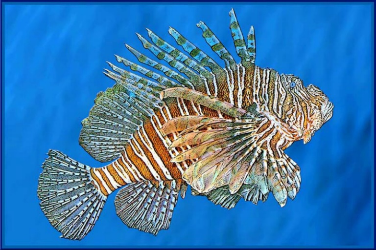 February 2008 Print - Marjorie Forrest - Lion Fish
