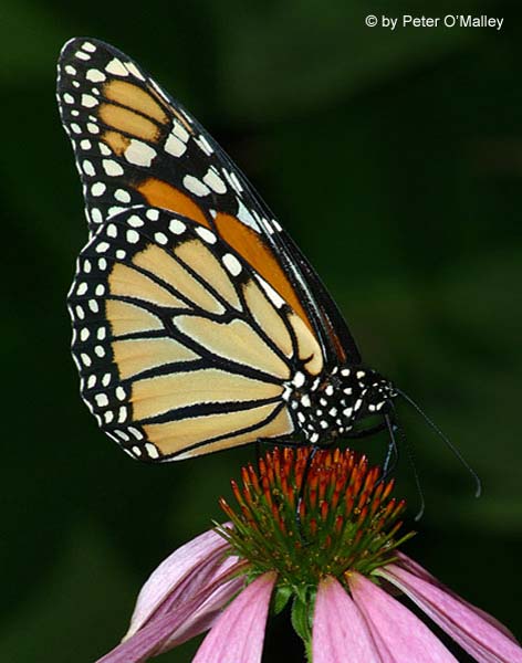 October 2003 Print - Peter O'Malley - Monarch on Coneflower