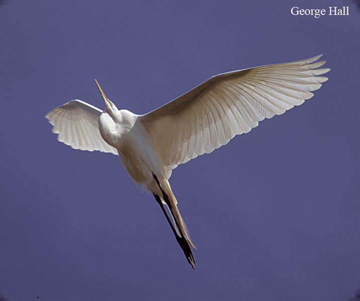 2008 Projected Image - George Hall - Great Egret in Flight