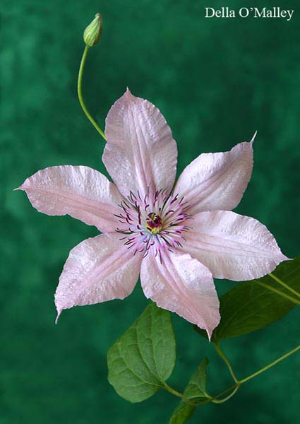 2008 Projected Image - Della O'Malley - Delicate Pink Clematis