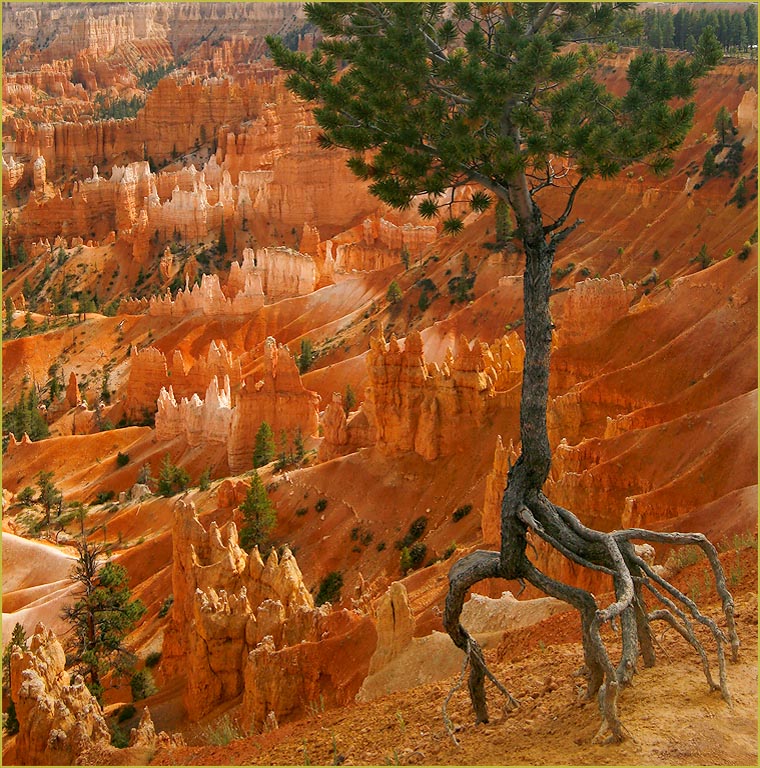 October 2008 Projected Image - Connie Fox - Surviving on the Edge Bryce Canyon