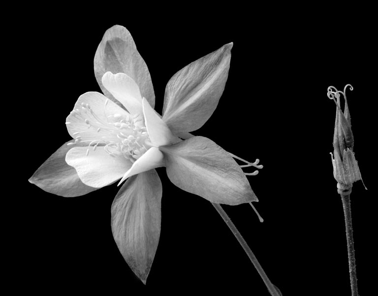 2009 Print - Rich Gheno -  Columbine in B&W