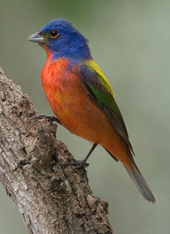 2009 Nature Projected Image - Marie Kane - Male Painted Bunting
