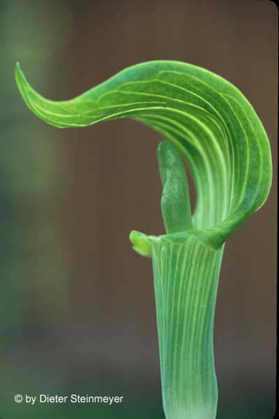 November 2003 Projected Image - Dieter Steinmeyer - Jack in the Pulpit