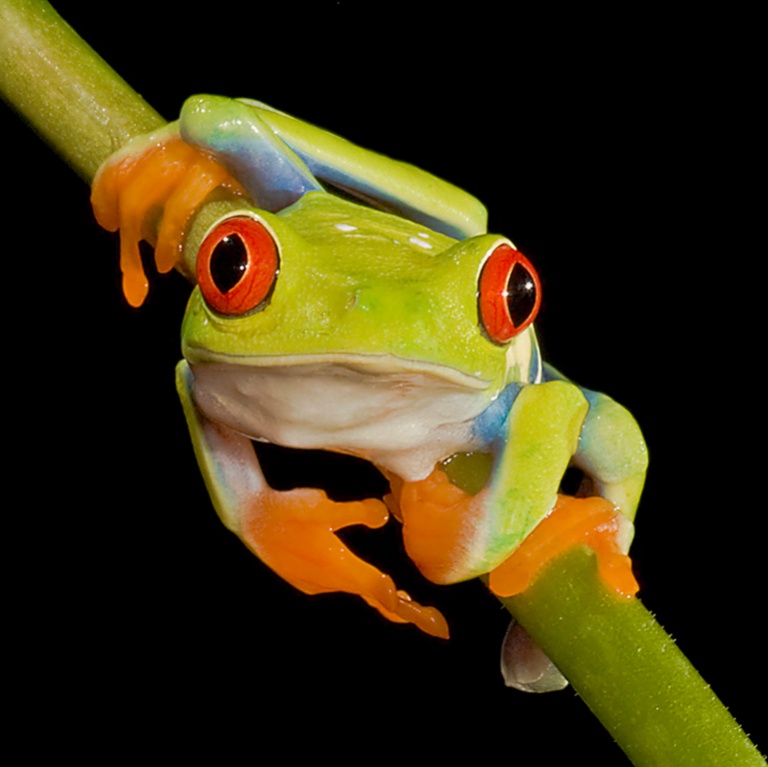 2010 Pictorial Projected Image - Jerry Fornarotto 0 Red-eyed Tree Frog #1
