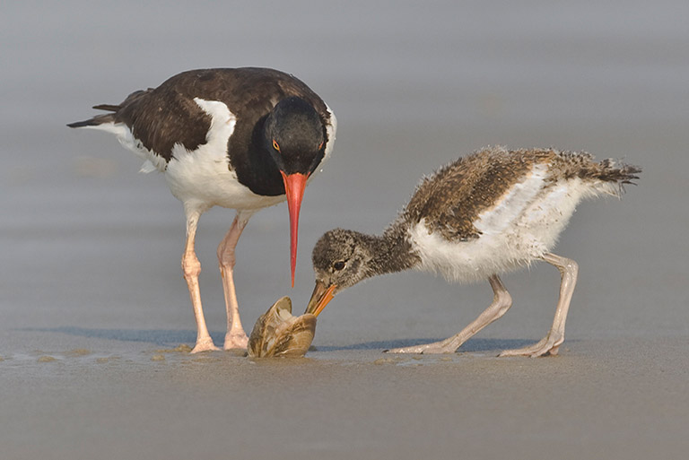 2010 Nature Projected Image - Jerry Fornarotto - Oystercatcher Teaching Chick