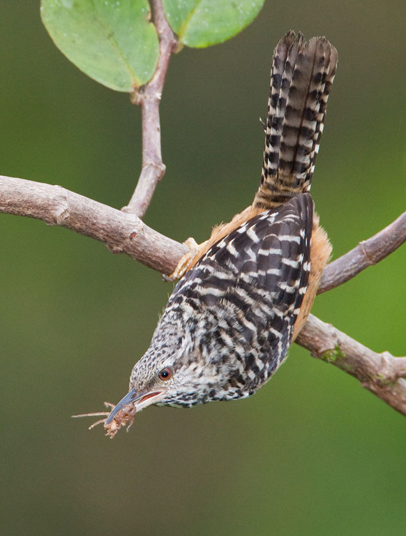 October 2010 Pojected Image - Doug Goodell - Bandedback Wren and Spider