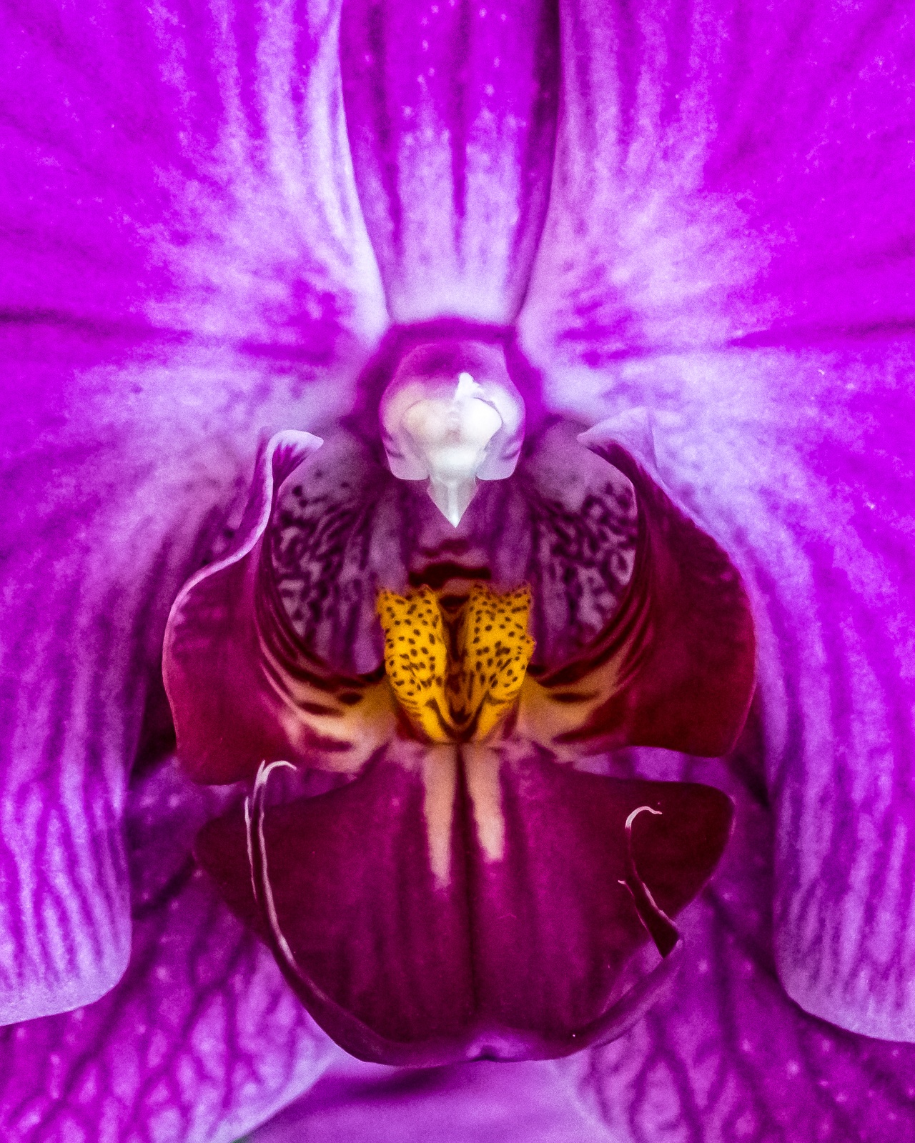 Flora Orchids