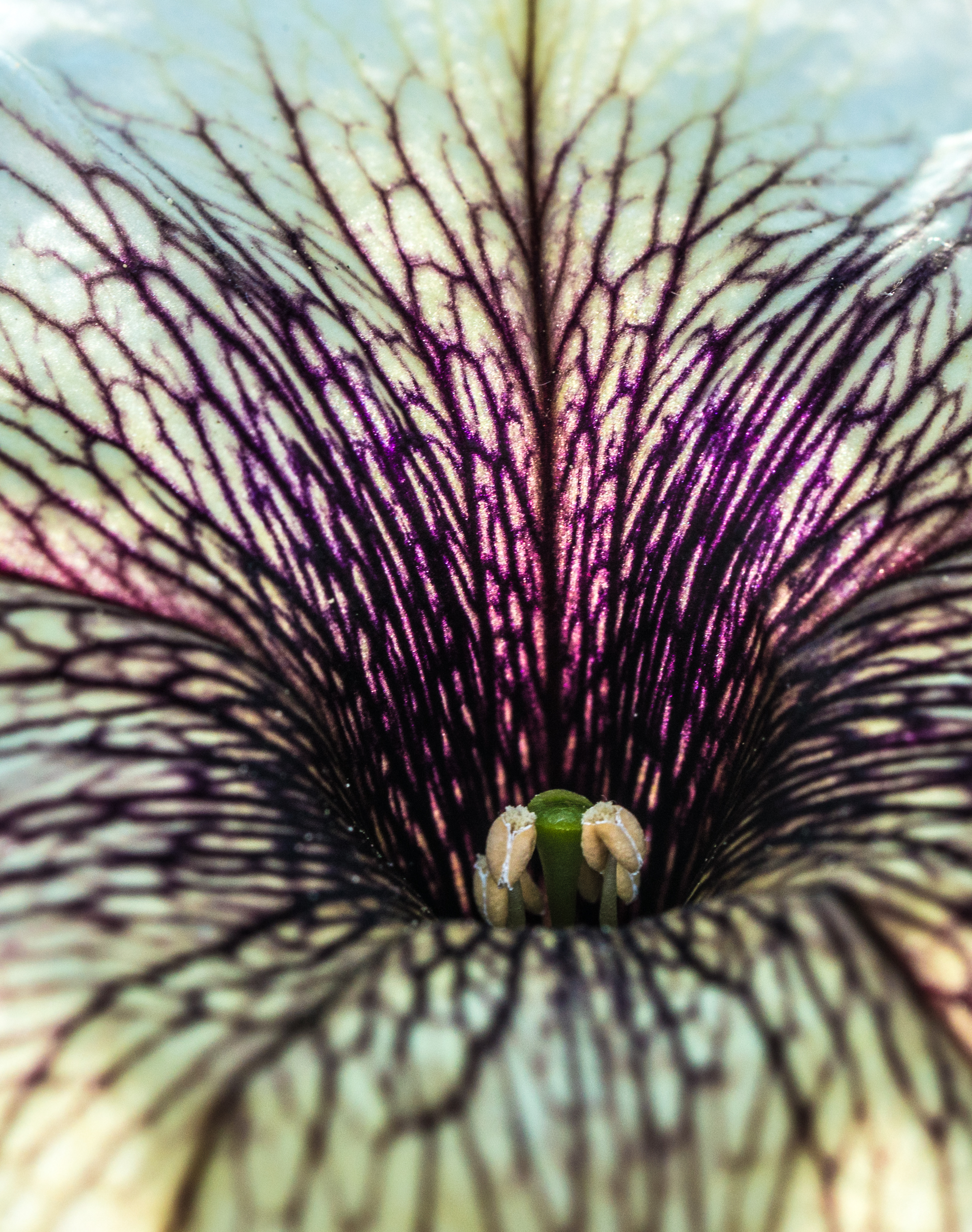 Flora