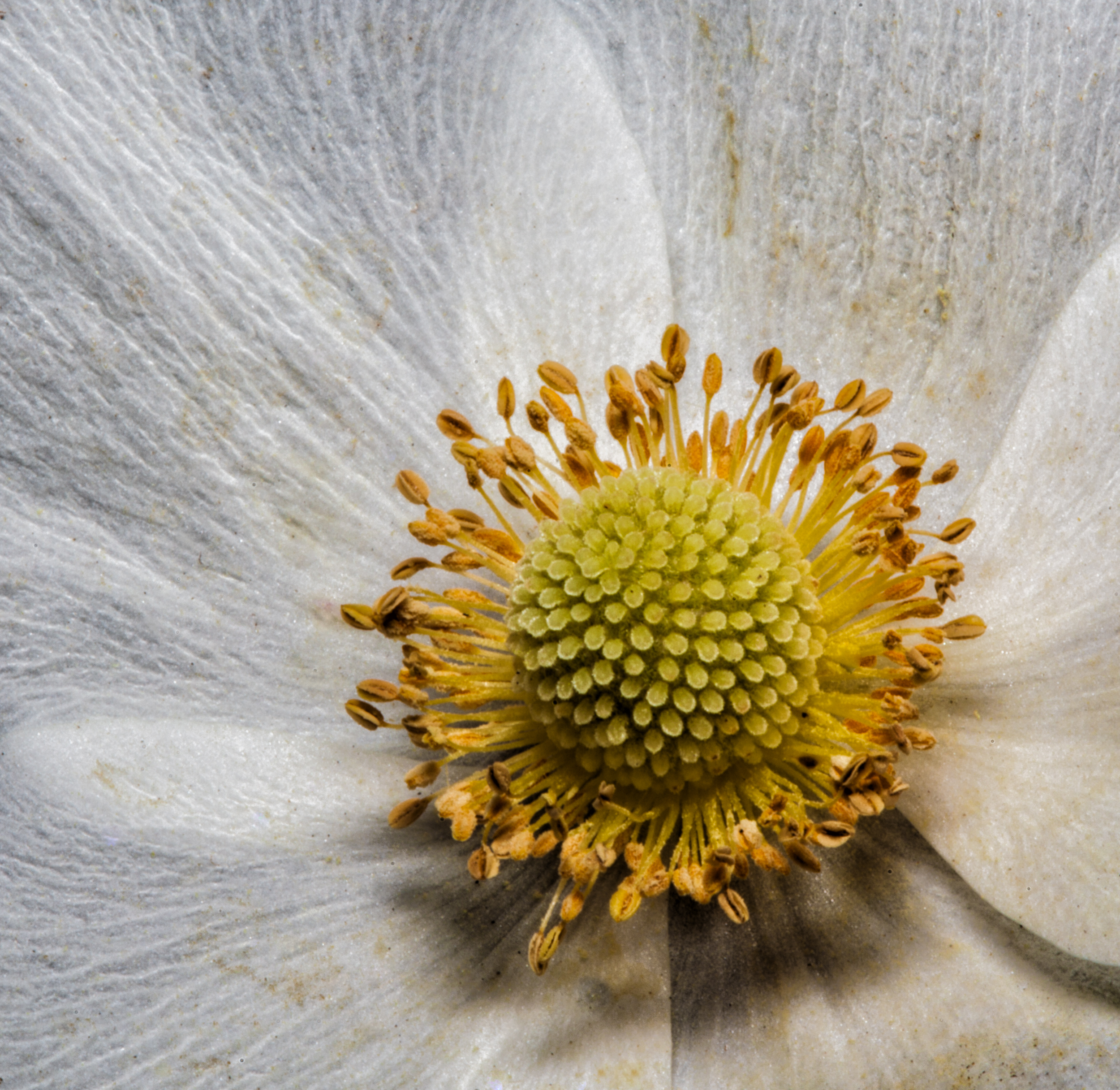 White Anemone