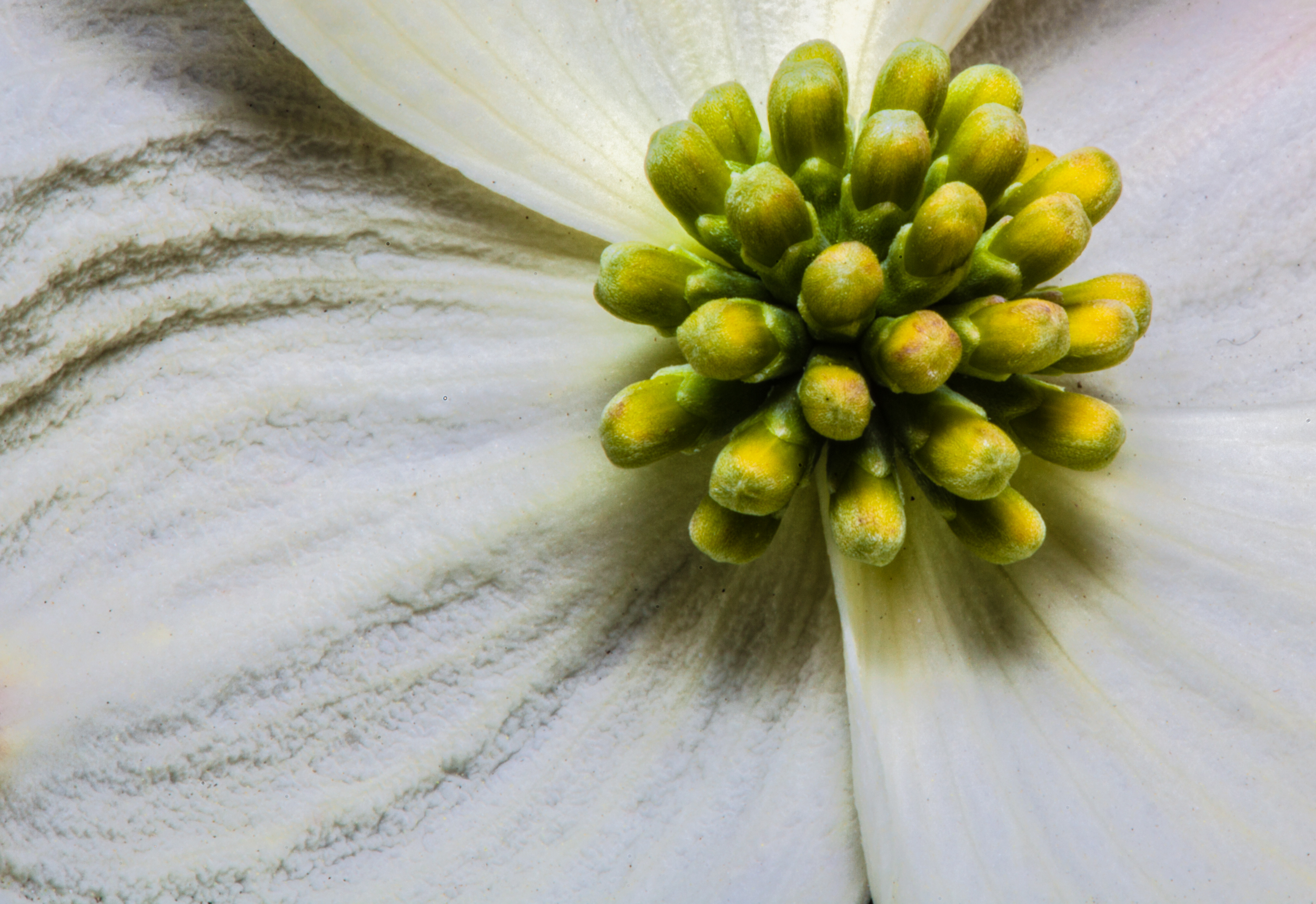 Heart of Dogwood