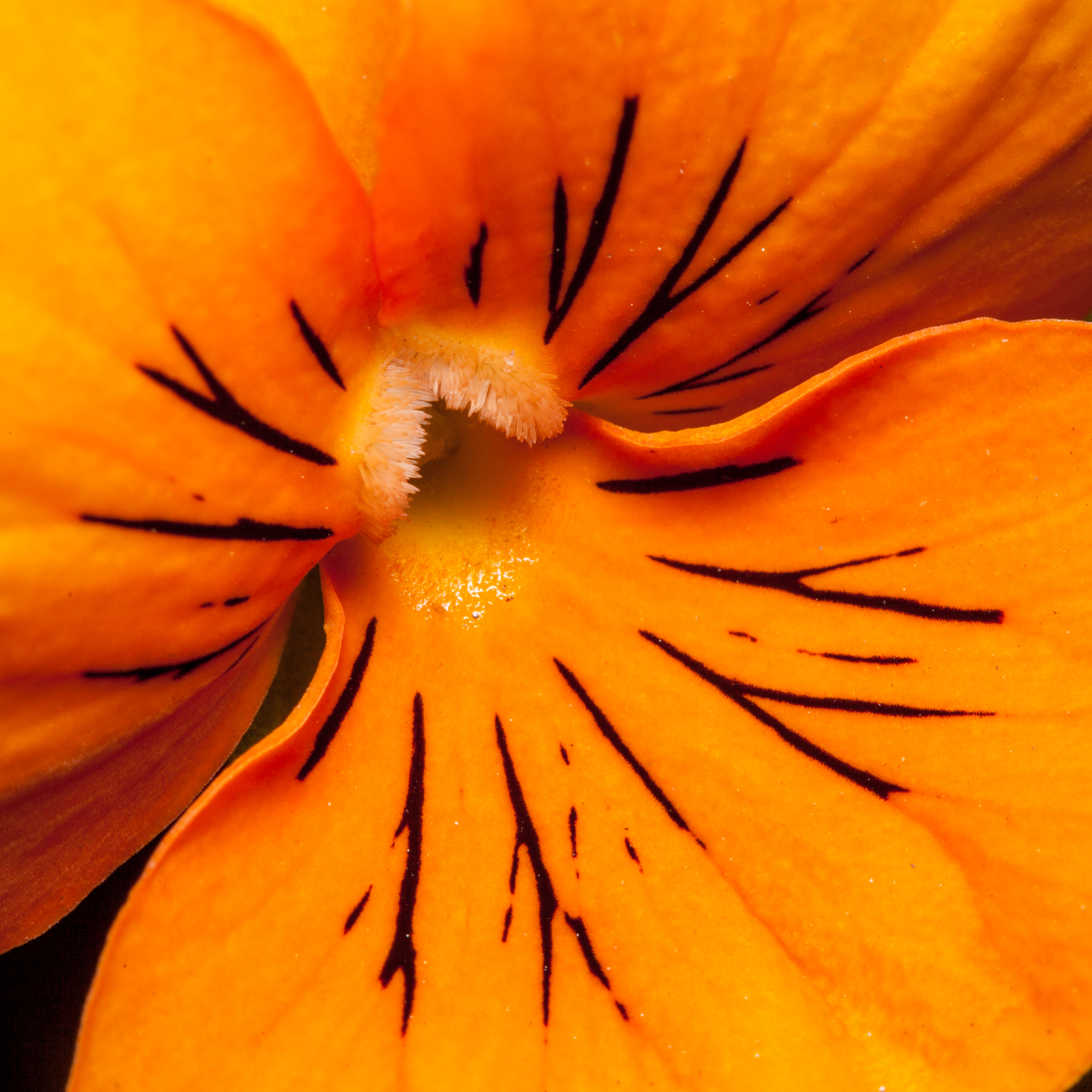 Orange Pansy